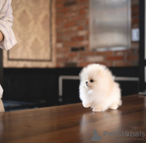 Foto №3. Wunderschöner Pomeranian-Welpe . Deutschland