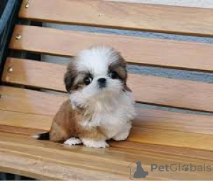 Foto №4. Ich werde verkaufen shih tzu in der Stadt Berlin.  - preis - verhandelt
