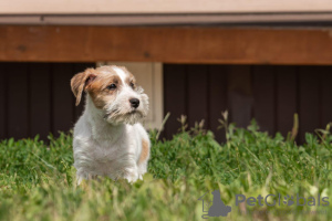 Zusätzliche Fotos: Welpe Jack Russell Terrier