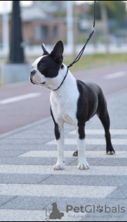 Foto №2 zu Ankündigung № 115371 zu verkaufen boston terrier - einkaufen Serbien 