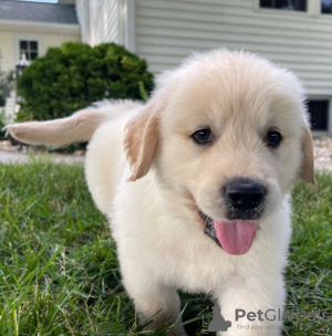 Foto №1. golden retriever - zum Verkauf in der Stadt Nova Levante | 400€ | Ankündigung № 100880