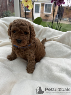 Foto №3. Mini poodle puppies for sale. Deutschland