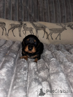 Foto №3. KC -Registrierer Kurzhaariger Zwergdackel. Deutschland