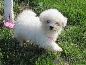 Foto №1. bichon frisé - zum Verkauf in der Stadt Liberc | verhandelt | Ankündigung № 170659