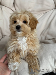 Foto №1.  - zum Verkauf in der Stadt Berlin | 1500€ | Ankündigung № 143530