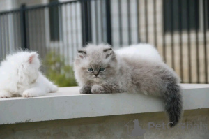 Foto №2 zu Ankündigung № 138922 zu verkaufen himalayan cat - einkaufen Deutschland züchter