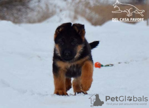 Zusätzliche Fotos: Das Reservat ist geöffnet. Deutscher schäferhund welpen. FCI.