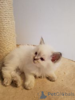Foto №1. ragdoll-katze - zum Verkauf in der Stadt Affalterbach | 550€ | Ankündigung № 163704