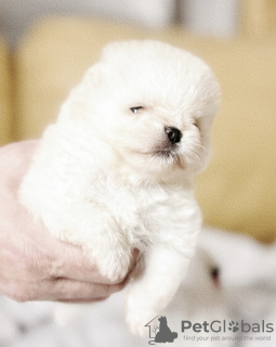 Foto №4. Ich werde verkaufen pommersche spitz in der Stadt Норильск. vom kindergarten - preis - 1000€