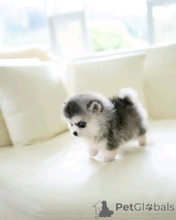 Foto №2 zu Ankündigung № 137181 zu verkaufen siberian husky - einkaufen Deutschland quotient 	ankündigung, züchter