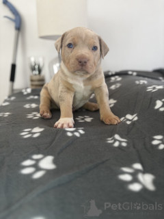 Foto №1. american bully - zum Verkauf in der Stadt Lègstrup | verhandelt | Ankündigung № 169991