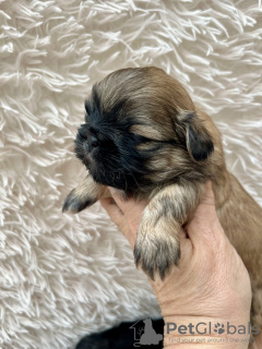 Foto №1. shih tzu - zum Verkauf in der Stadt Los Angeles | 237€ | Ankündigung № 99263