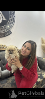 Foto №2 zu Ankündigung № 141367 zu verkaufen pommersche spitz - einkaufen Serbien züchter