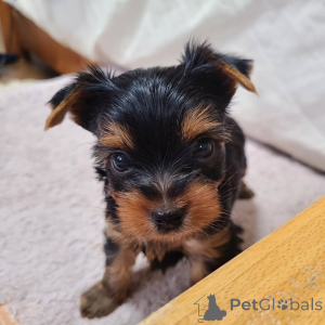 Foto №2 zu Ankündigung № 167034 zu verkaufen yorkshire terrier - einkaufen Deutschland quotient 	ankündigung