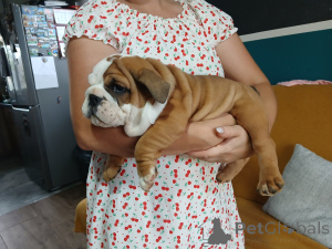 Foto №2 zu Ankündigung № 146488 zu verkaufen englische bulldogge - einkaufen Polen züchter
