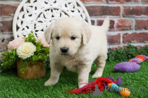 Foto №1. golden retriever - zum Verkauf in der Stadt Alpbach | 350€ | Ankündigung № 170129