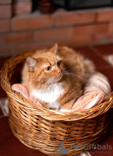 Zusätzliche Fotos: Die wunderschöne rote Katze Zlata ist in guten Händen