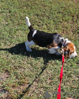 Foto №3. Zwei wunderschöne Beagle-Welpen zu verkaufen. Deutschland