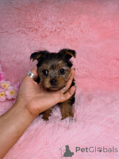 Foto №3. Charmante Yorkshire-Terrier-Welpen bereit für ihr ewiges Zuhause. Frankreich