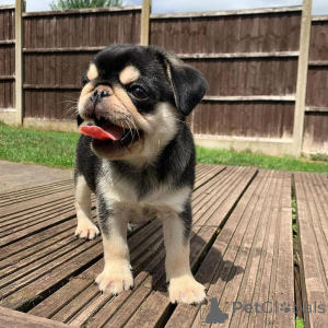Foto №4. Ich werde verkaufen mops in der Stadt Chambéry. quotient 	ankündigung - preis - verhandelt