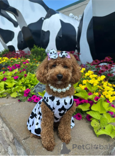 Foto №1. pudel (royal) - zum Verkauf in der Stadt Alice Springs | 319€ | Ankündigung № 146067