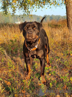 Zusätzliche Fotos: Rottweiler Polyn ist bereit für einen dauerhaften Aufenthalt!