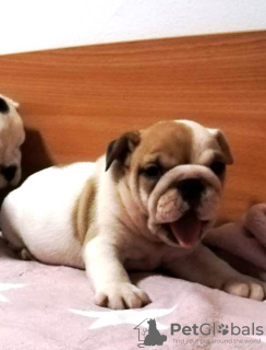 Zusätzliche Fotos: Englische Bulldoggenwelpen