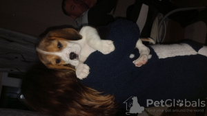 Foto №1. beagle - zum Verkauf in der Stadt Treviso | 300€ | Ankündigung № 96088