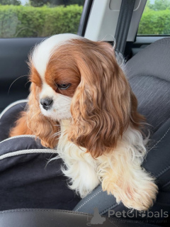 Foto №1. cavalier king charles spaniel - zum Verkauf in der Stadt Helsinki | 600€ | Ankündigung № 169151