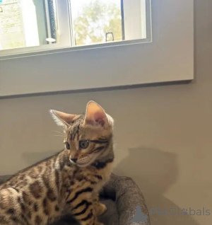 Foto №3. Reinrassige Bengal-Katze Kontakt per WhatsApp unter 44 7453 907158. Deutschland