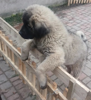 Zusätzliche Fotos: Kaukasische Schäferhunde, Welpen 2 Monate alt, mit KSU / FCI-Metrik