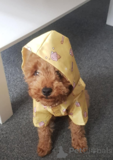 Foto №4. Ich werde verkaufen mischlingshund in der Stadt Zürich. züchter - preis - 390€