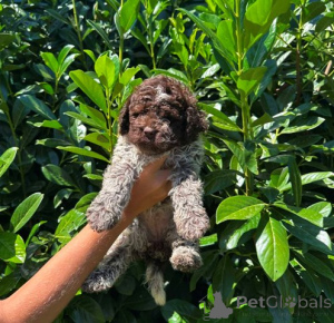 Foto №4. Ich werde verkaufen lagotto romagnolo in der Stadt Kragujevac.  - preis - verhandelt