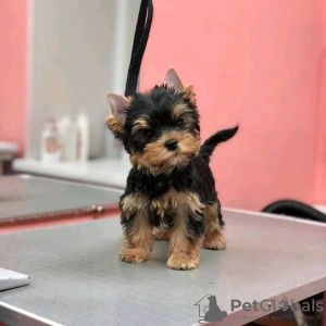 Foto №3. Neue Yorkshire-Terrier-Welpen von höchster Qualität.. USA