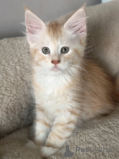 Foto №3. Chaton Maine Coon liebenswert à cédé. Belgien