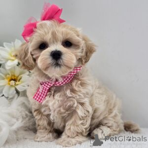 Foto №1.  - zum Verkauf in der Stadt Bad Wildungen | 350€ | Ankündigung № 152920