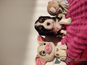 Foto №2 zu Ankündigung № 135162 zu verkaufen cavalier king charles spaniel - einkaufen Polen quotient 	ankündigung