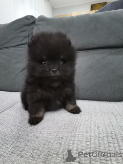 Foto №4. Ich werde verkaufen pommersche spitz in der Stadt Ašanja.  - preis - 500€