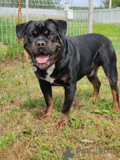 Foto №2 zu Ankündigung № 136857 zu verkaufen mischlingshund - einkaufen Russische Föderation quotient 	ankündigung