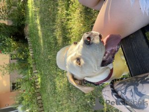 Foto №3. Verkauf eines Hundes, Kane Corses. Tschechische Republik