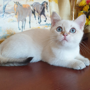 Foto №4. Ich werde verkaufen britisch kurzhaar in der Stadt Krasnodar. vom kindergarten - preis - 288€