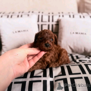 Foto №3. Entzückende Teetassen -Pudeln bereit für ihre neuen und für immer schönen. Spanien