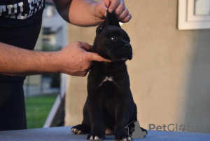 Foto №3. Cane Corso welpen. Serbien