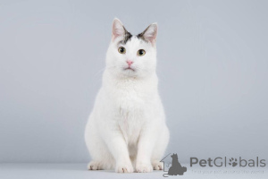 Foto №1.  - zum Verkauf in der Stadt Chimki | Frei | Ankündigung № 161803