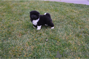 Foto №4. Ich werde verkaufen akita in der Stadt Berchtesgaden. quotient 	ankündigung, züchter - preis - verhandelt