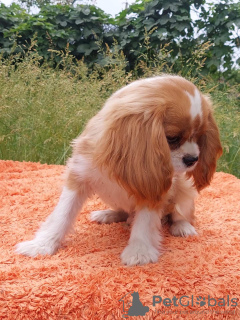 Foto №2 zu Ankündigung № 105945 zu verkaufen cavalier king charles spaniel - einkaufen Deutschland züchter