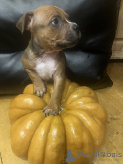 Foto №2 zu Ankündigung № 119904 zu verkaufen amerikanischer staffordshire terrier - einkaufen Russische Föderation quotient 	ankündigung