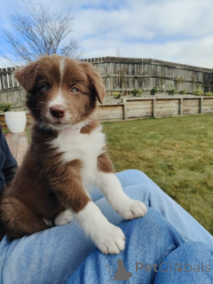 Foto №2 zu Ankündigung № 157021 zu verkaufen border collie - einkaufen Deutschland aus dem tierheim, züchter