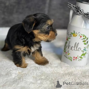 Foto №2 zu Ankündigung № 163334 zu verkaufen yorkshire terrier - einkaufen Montenegro quotient 	ankündigung, aus dem tierheim