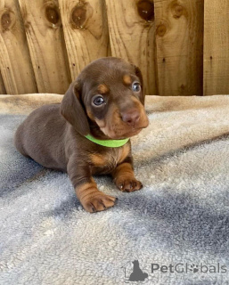 Foto №3. Dachshunds. USA